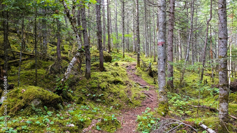 Fototapeta premium moss in the woods