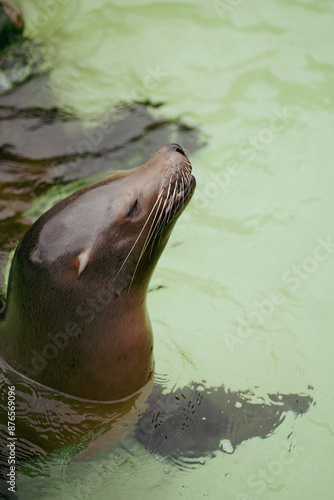 sea lion resting
