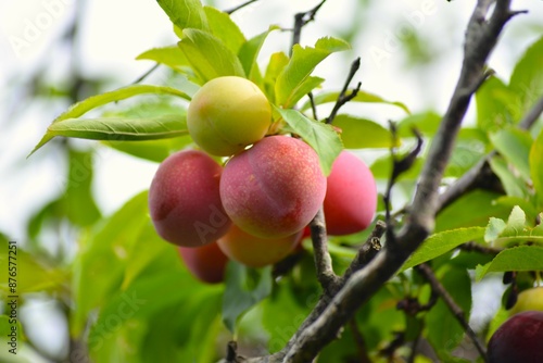 スモモ（李、酢桃）