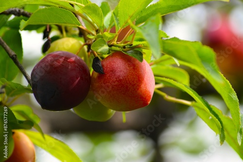 スモモ（李、酢桃）