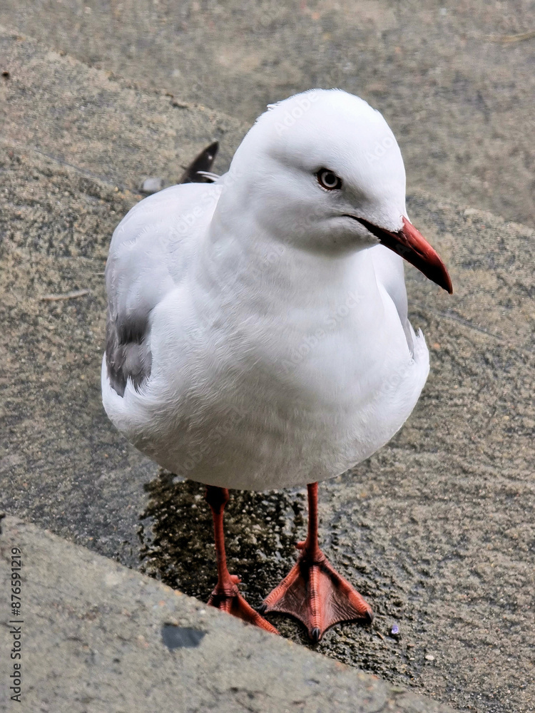 Obraz premium Silver gull (Chroicocephalus novaehollandiae) on a wet concrete step. Nobbys Beach, Newcastle, New South Wales, Australia