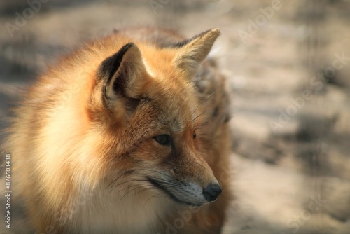 red fox vulpes