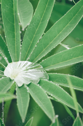 leaf with drops