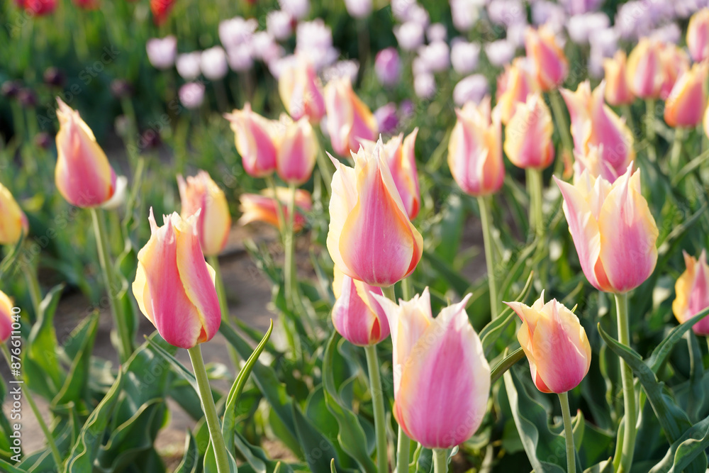 Obraz premium Beautiful tulips are in full bloom