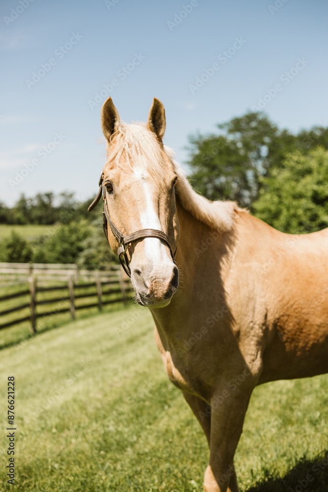 Palomino horse outside of barn in the sunshine Palomino horse outside of barn in the sunshine