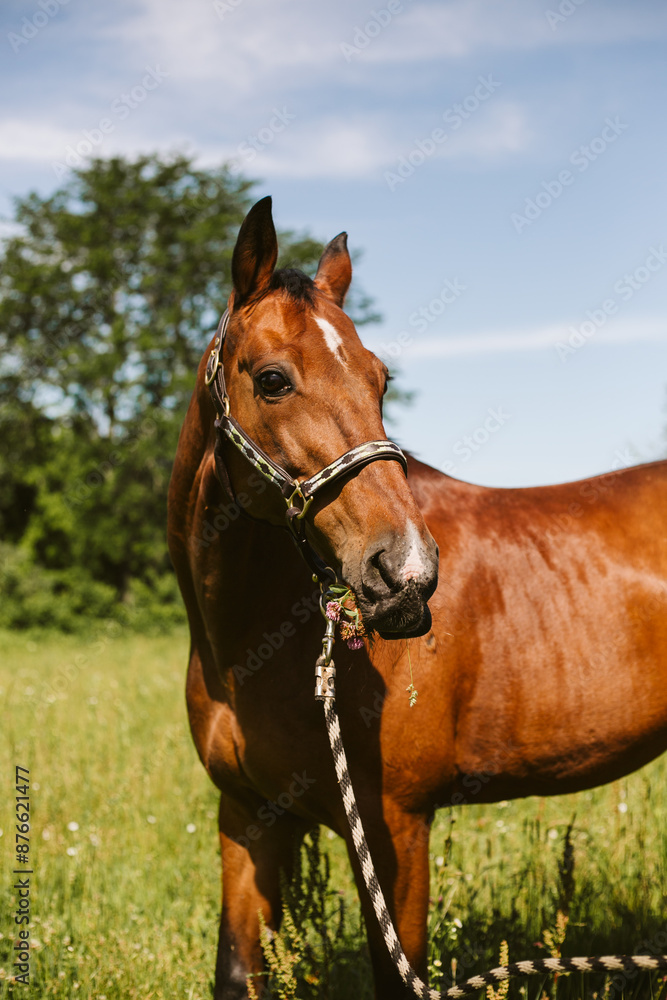 Brown horse outside barn in sunshine Brown horse outside barn in sunshine