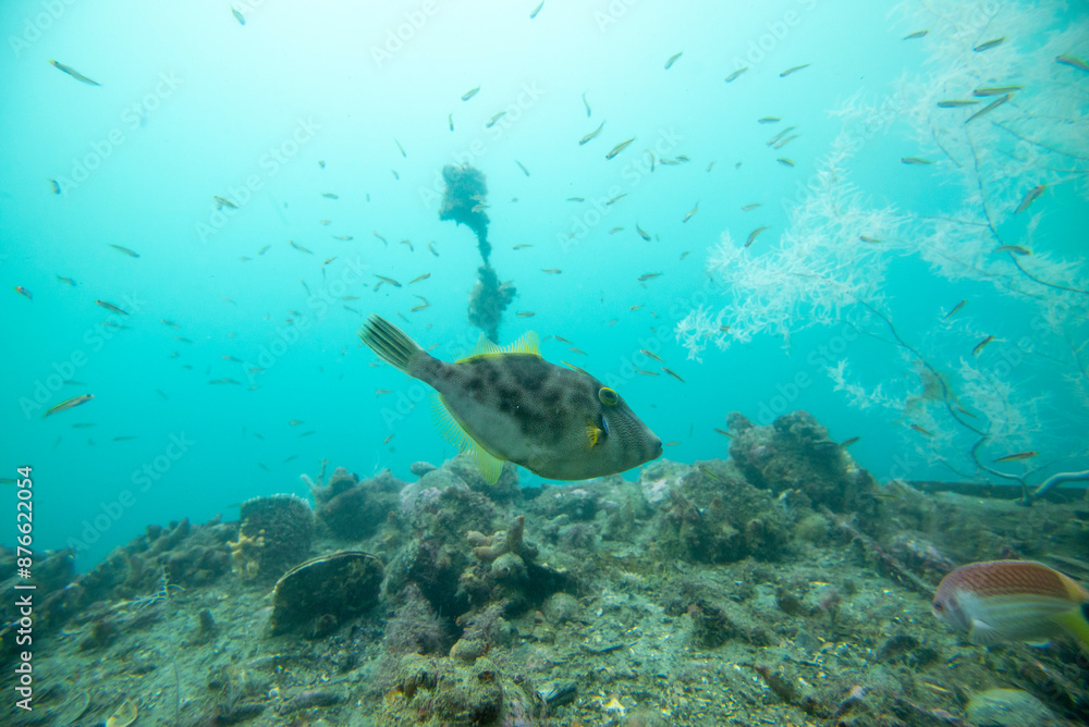 Fototapeta premium Female Leatherjacket Fish - New Zealand