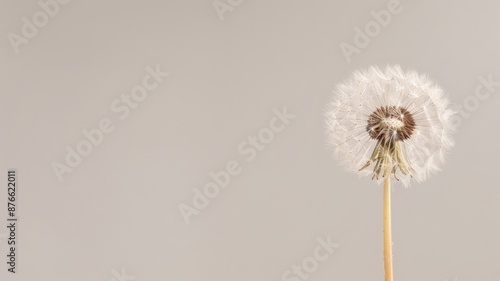 Wallpaper Mural Close-up of dandelion seed head on light background Torontodigital.ca