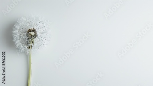 Wallpaper Mural Dandelion seed head against plain white background, minimalistic aesthetic Torontodigital.ca