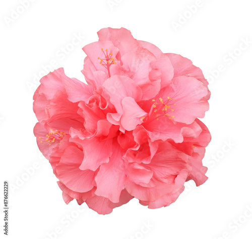 Shoe Flower or Hibiscus or Chinese rose flower. Close up of pink hibiscus flower bouquet isolated on transparent background.	