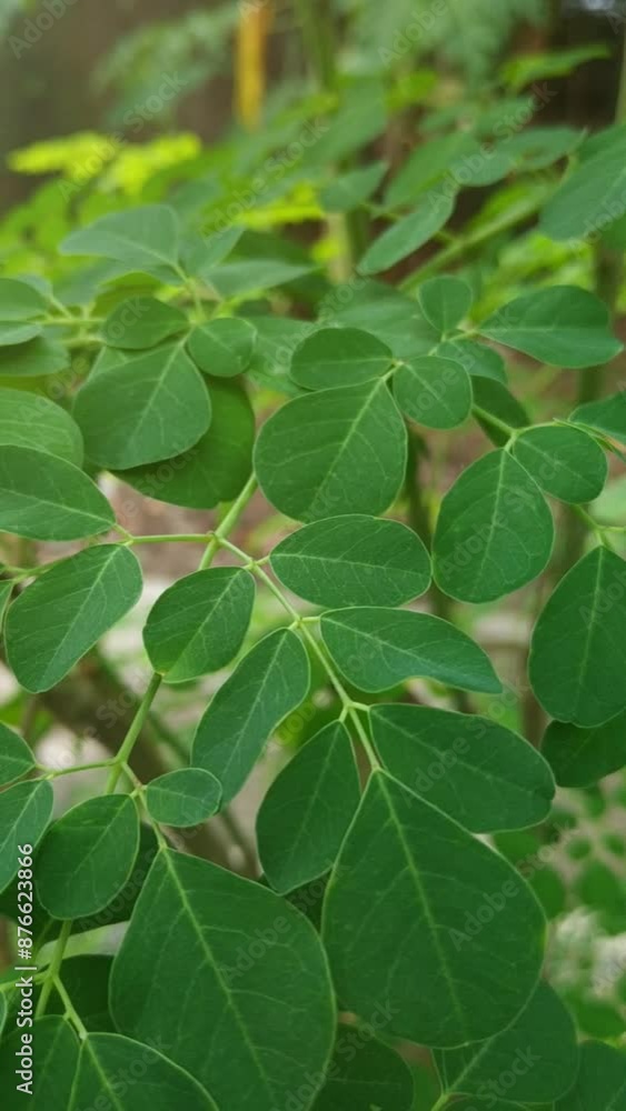 Moringa Plant or Kelor, Common names include moringa, drumstick tree, horseradish tree, or malunggay.close up shot. Moringa Plant or Kelor, Common names include moringa, drumstick tree, horseradish tree, or malunggay.close up shot.