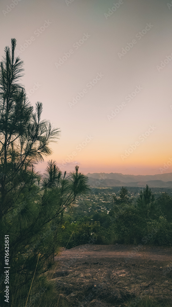 Pine tree with a beautiful sunset in the background Pine tree with a beautiful sunset in the background
