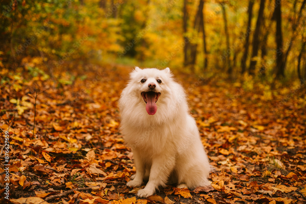 Obraz premium Dog in the leafs in autumn 