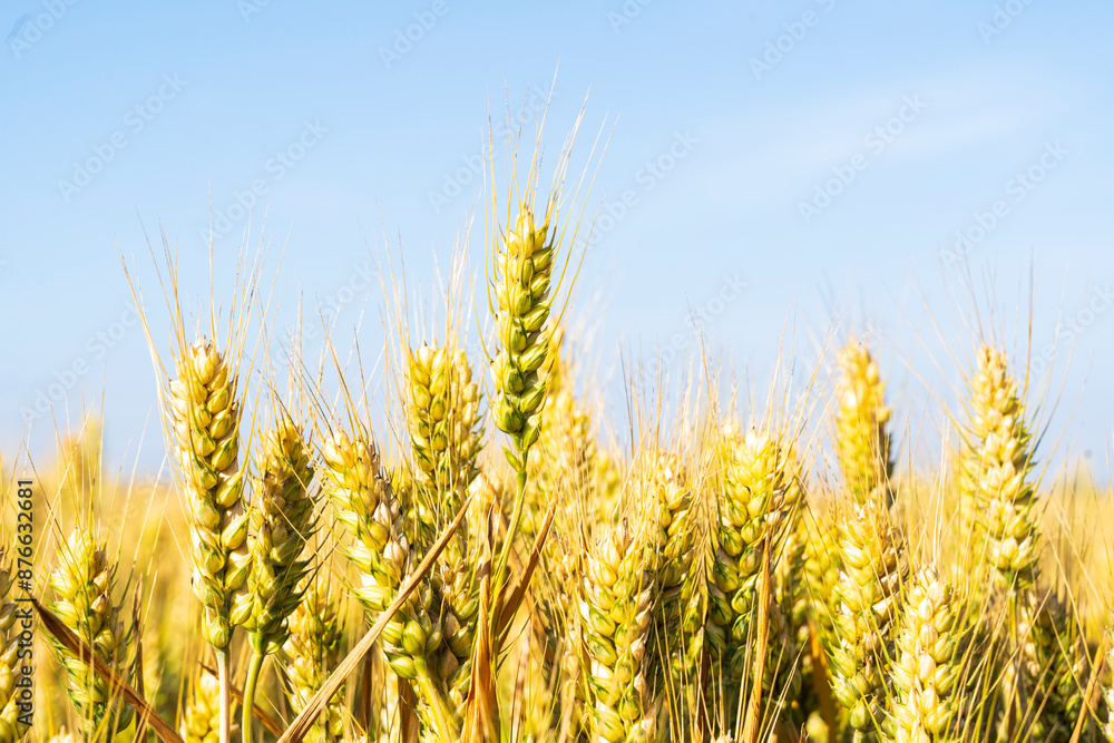 The wheat in the field is ripe The wheat in the field is ripe