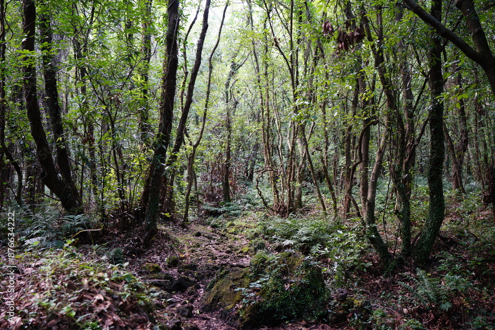 Obraz premium dense primeval forest with pathway
