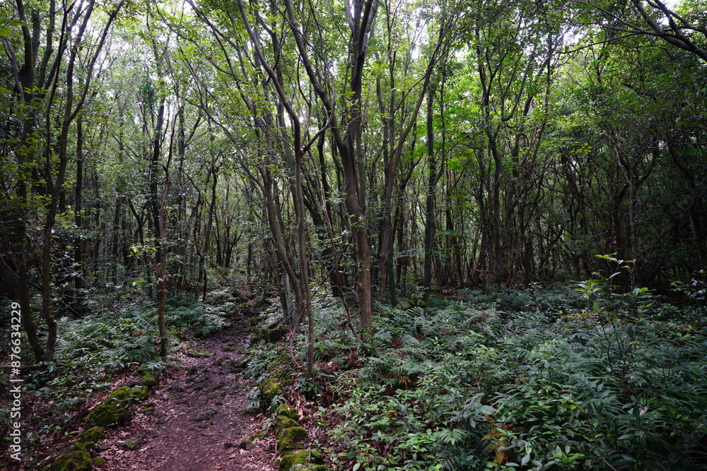 Fototapeta premium dense primeval forest with pathway
