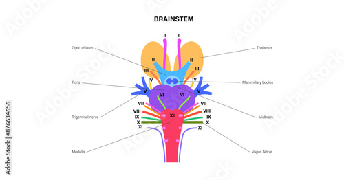 Cranial nerves anatomy