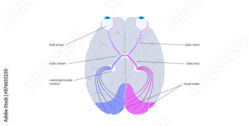 Optic nerve anatomy