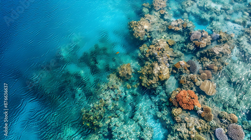 Fototapeta Naklejka Na Ścianę i Meble -  A bird's-eye view of a vibrant coral reef teeming with marine life, set against the backdrop of clear turquoise waters