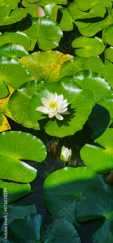 Lotus flowers in a pond blooming in summer