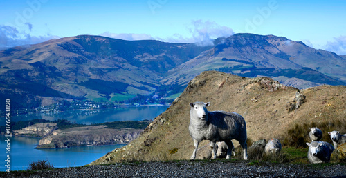Sheep Grazing at the top of the Port Hills, Lyttelton, Canterbury