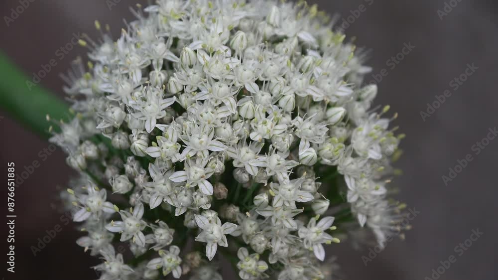 White spherical onion flowers closeup with light wind White spherical onion flowers closeup with light wind