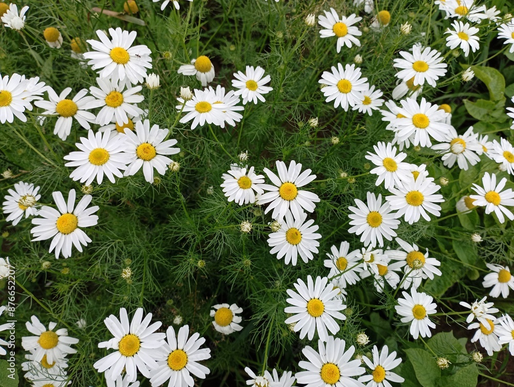 Background of white chamomile flowers in a field on a background of green grass. Natural backgrounds and textures with wildflowers and plants. Background of white chamomile flowers in a field on a background of green grass. Natural backgrounds and textures with wildflowers and plants.