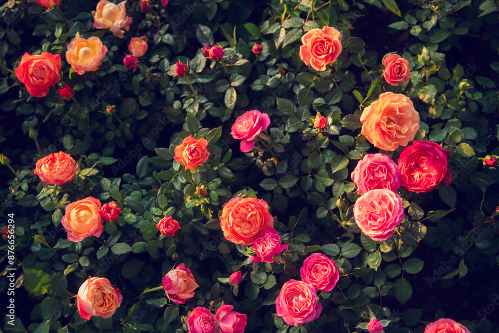 Sunny flower floral soft roses sunbeam blossom blurred background. Sunbeam shining through Pastel pink roses romance bloom spring season soft ray light. Petals blossom in beautiful garden Sunny flower floral soft roses sunbeam blossom blurred background. Sunbeam shining through Pastel pink roses romance bloom spring season soft ray light. Petals blossom in beautiful garden