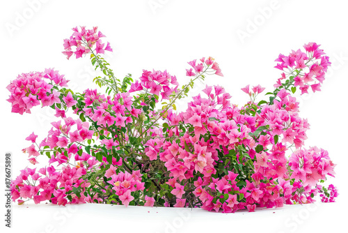 A lush arrangement of vibrant pink flowers in full bloom, set against a clean white background, showcasing the beauty and elegance of nature's floral displays.
