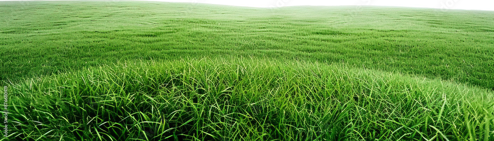 Green lawn isolated on transparent background. PNG