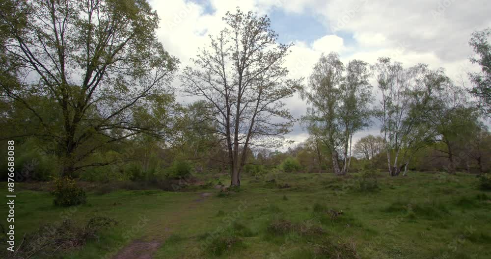 wide shot of a forest clearing Meadow scrubland in a forest with silver Birch and oak trees in Nottinghamshire. Filmed in April 2024 wide shot of a forest clearing Meadow scrubland in a forest with silver Birch and oak trees in Nottinghamshire. Filmed in April 2024