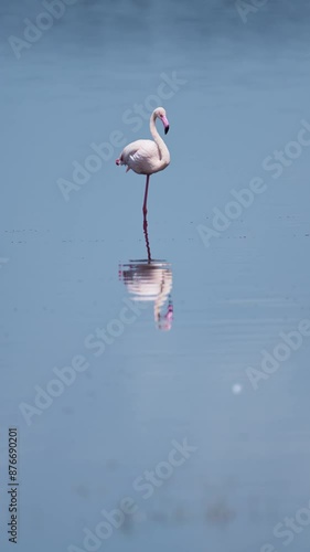 Flamingo Standing on One Leg at Lake in Tanzania at Ndutu Lake in Africa, Vertical Video for Social Media, Instagram Reels and Tiktok in Ngorongoro Conservation Area in Ndutu National Park in Tanzania photo