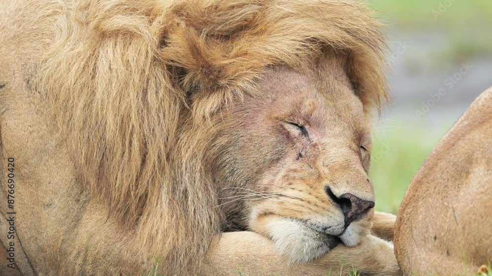 Sleeping Male Lion Close Up in Africa at Ngorongoro Conservation Area in Ndutu National Park in Tanzania, Sleepy Tired Hot Male Lions on African Animals and Wildlife Safari Sleeping Male Lion Close Up in Africa at Ngorongoro Conservation Area in Ndutu National Park in Tanzania, Sleepy Tired Hot Male Lions on African Animals and Wildlife Safari
