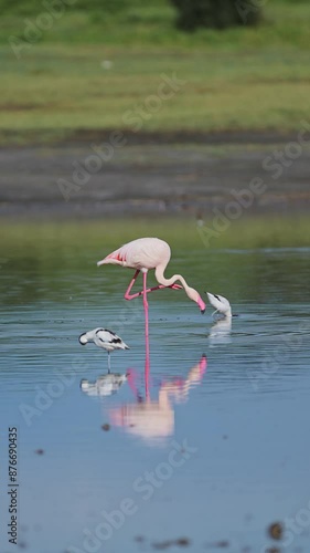 Flamingo in Lake on African Safari Park, Pink Flamingos Vertical Video for Social Media, Instagram Reels and Tiktok in Ngorongoro Conservation Area in Ndutu National Park in Tanzania in Africa photo