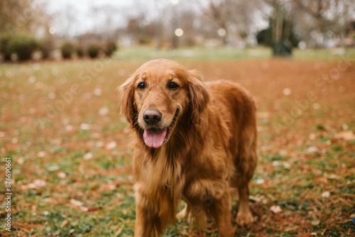 Golden Retriever in Autumn