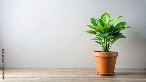 Isolated Potted Houseplant Indoor Nature and Greenery Concept, Greenery, Potted, Isolated, Indoor