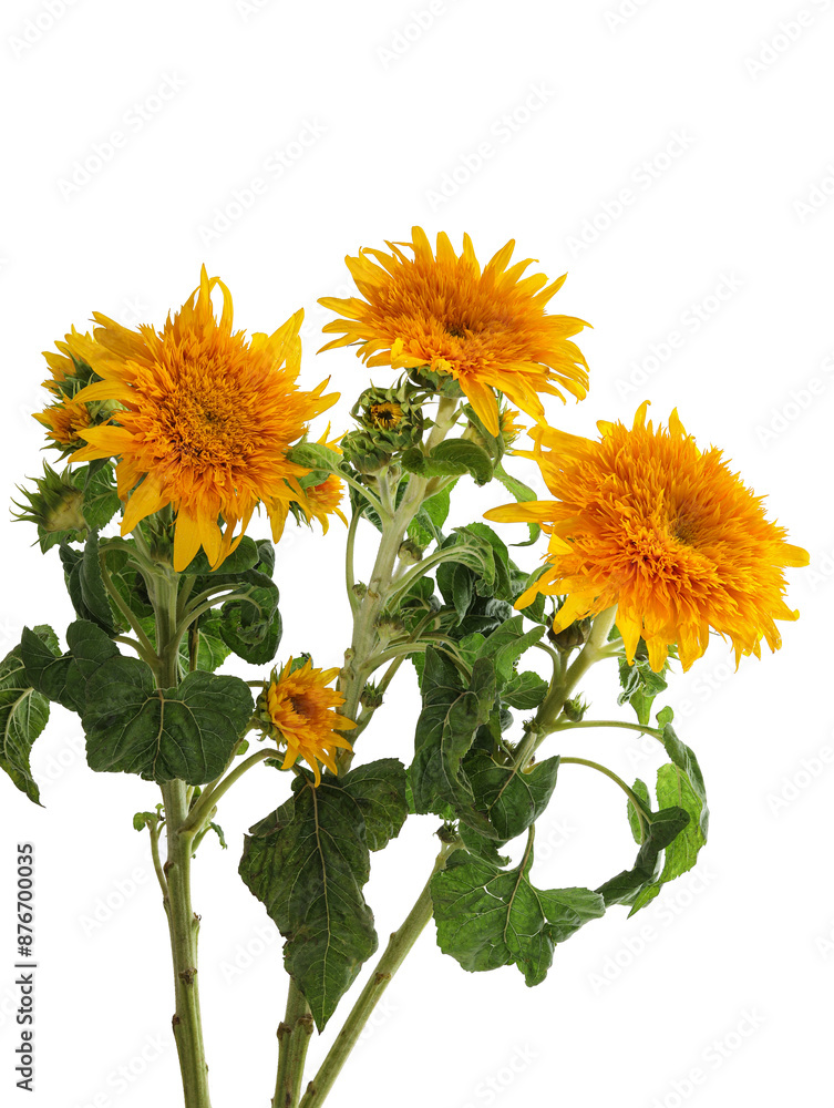Fototapeta premium Flowers blooming on a white background with sunflowers