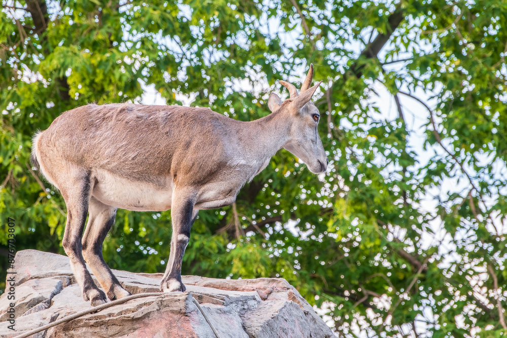 Bharal or Himalayan blue sheep or naur (Pseudois nayaur), female Bharal or Himalayan blue sheep or naur (Pseudois nayaur), female