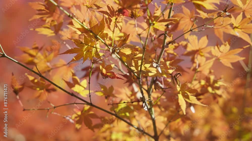 4K RED Autumn Colors Japan Momiji 60FPS SLOWED DOWN TO 40% SPEED 4K RED Autumn Colors Japan Momiji 60FPS SLOWED DOWN TO 40% SPEED
