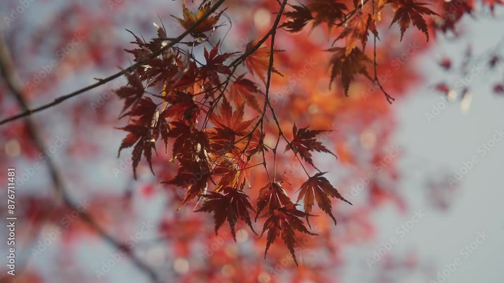 4K RED Autumn Colors Japan Momiji REAL TIME SPEED 4K RED Autumn Colors Japan Momiji REAL TIME SPEED