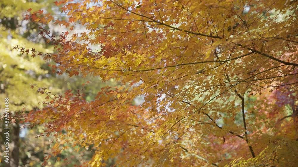 4K RED Autumn Colors Japan Momiji 60FPS SLOWED DOWN TO 40% SPEED 4K RED Autumn Colors Japan Momiji 60FPS SLOWED DOWN TO 40% SPEED