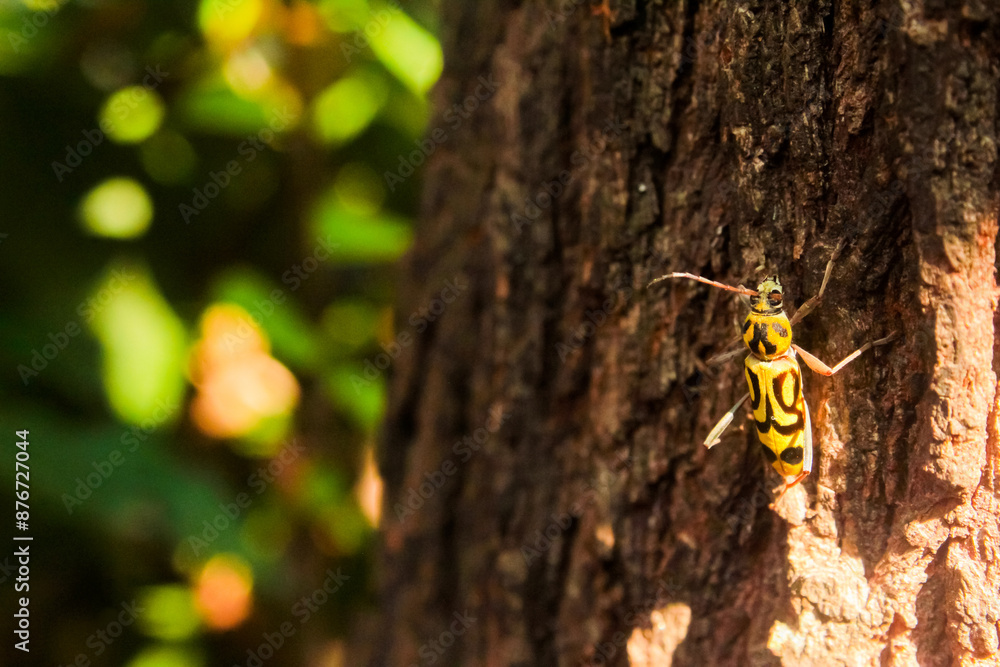 yellow wasp on a tree trunk yellow wasp on a tree trunk