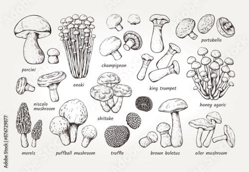 Mushroom sketch. Forest fungi. Hand drawn fungus. Autumn toadstool. Engraving amanita. Boletus or chanterelle. Natural champignon and shiitake. Gourmet truffle. Vector art elements set