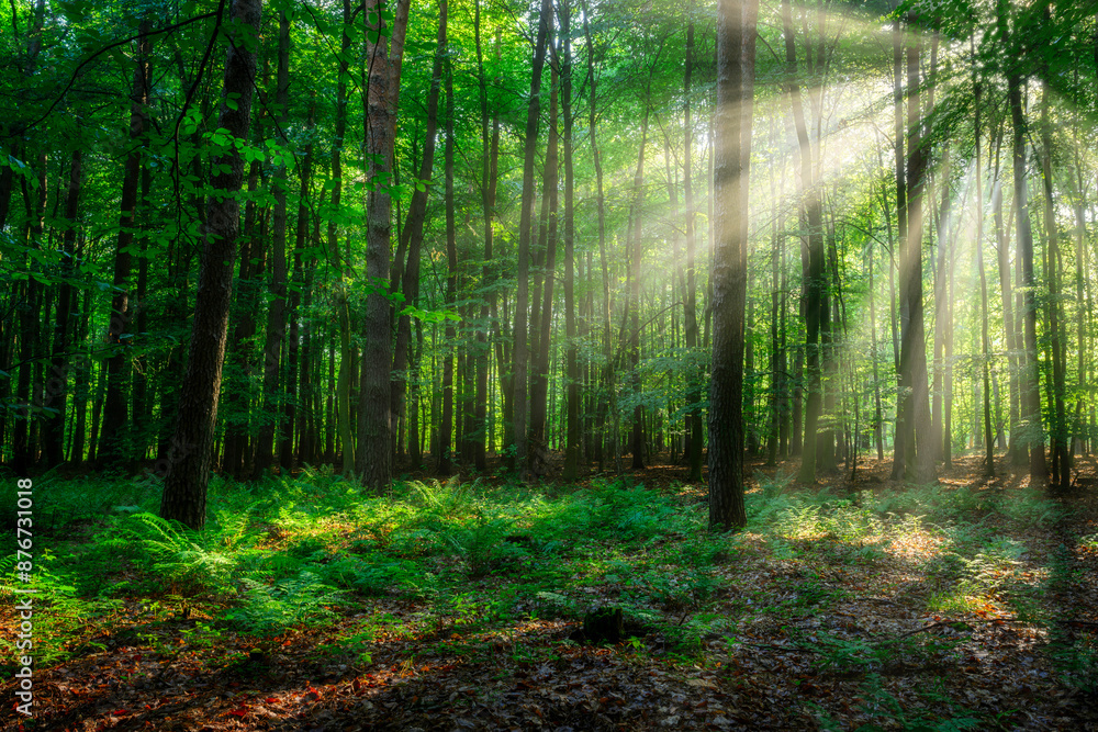 Obraz premium Sunny morning in the forest