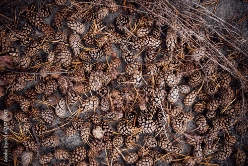 Pine cone autumn background. Lots of brown dried pine cones interspersed with pine needles and twigs in fall as a beautiful pattern. Top view