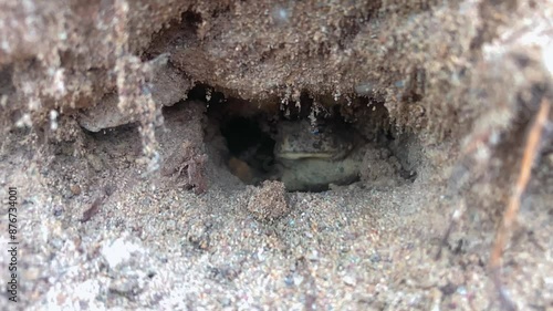 Toad eats a bug. A Western Toad is in its burrow and eats a “golden stone” bug as it crawls in front of it.  Slow motion 240 FPS. photo