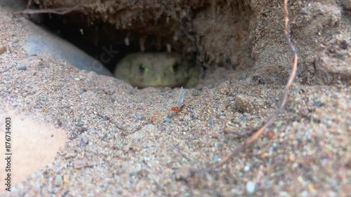 A mayfly sits in front of a toad burrow with a Western toad in background.  The toad watches it and then backs into its burrow. photo