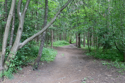 Photography In the forest