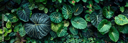 Lush foliage background. Green plant wall design of tropical leaves anthurium. philodendron pastazanum. epiphytes or ferns. Dark green plants growing in cloud forest. rainforest in tropical climate photo