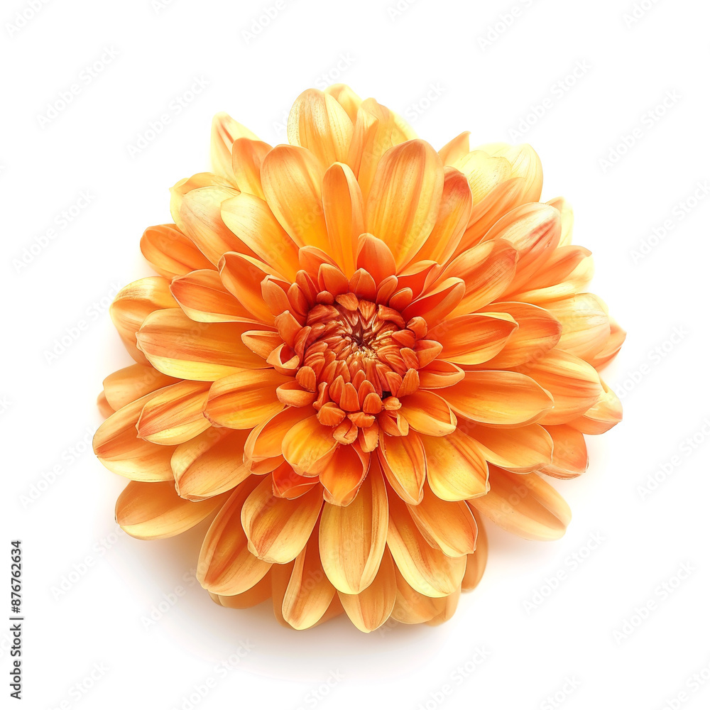 Elegant chrysanthemum Elegant chrysanthemum